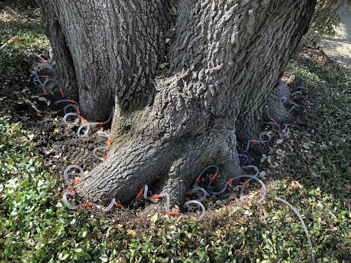 Detailed Tree Cabling and Bracing job site in Keaau