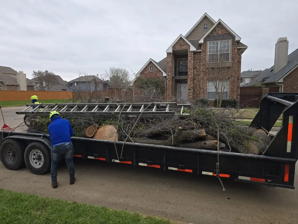 Expert Tree Removal with proper safety equipment in Keaau